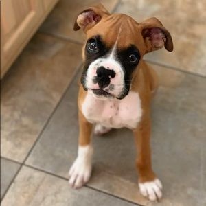 Meet your Posher, Alan